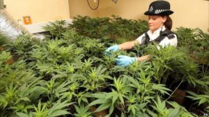 International-Cannabis-Update-United-Kingdom-Wavering-Cannabis-Illegality-The-Leaf-Online