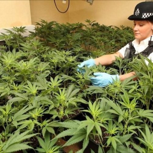 International-Cannabis-Update-United-Kingdom-Wavering-Cannabis-Illegality-The-Leaf-Online