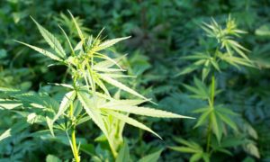 Bill Introduced To Allow Growth Of Hemp In Georgia