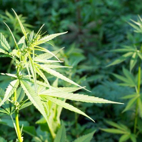 Bill Introduced To Allow Growth Of Hemp In Georgia