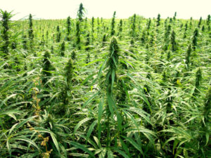 Report Projects $13B Hemp Market by 2026