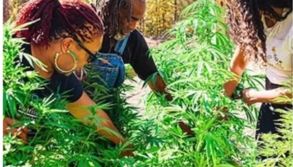 Alisha Edwards, BVFA