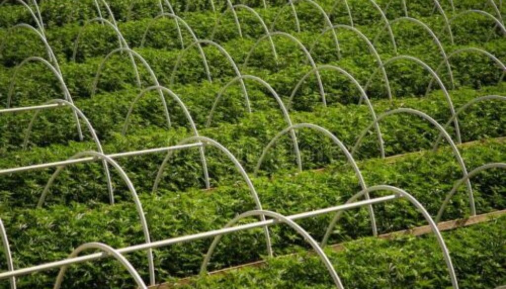 Cannabis farm rows stock photo_ Image of background - 124648006