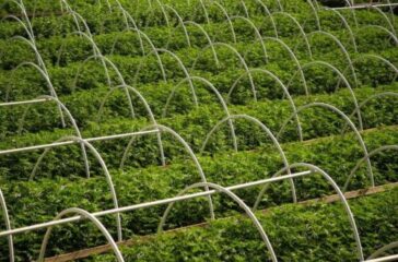 Cannabis farm rows stock photo_ Image of background - 124648006