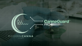 Modern Canna