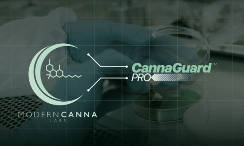 Modern Canna