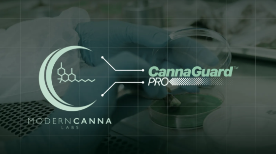 Modern Canna