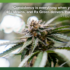 Feature Image RX Green 9_1_26 (1)